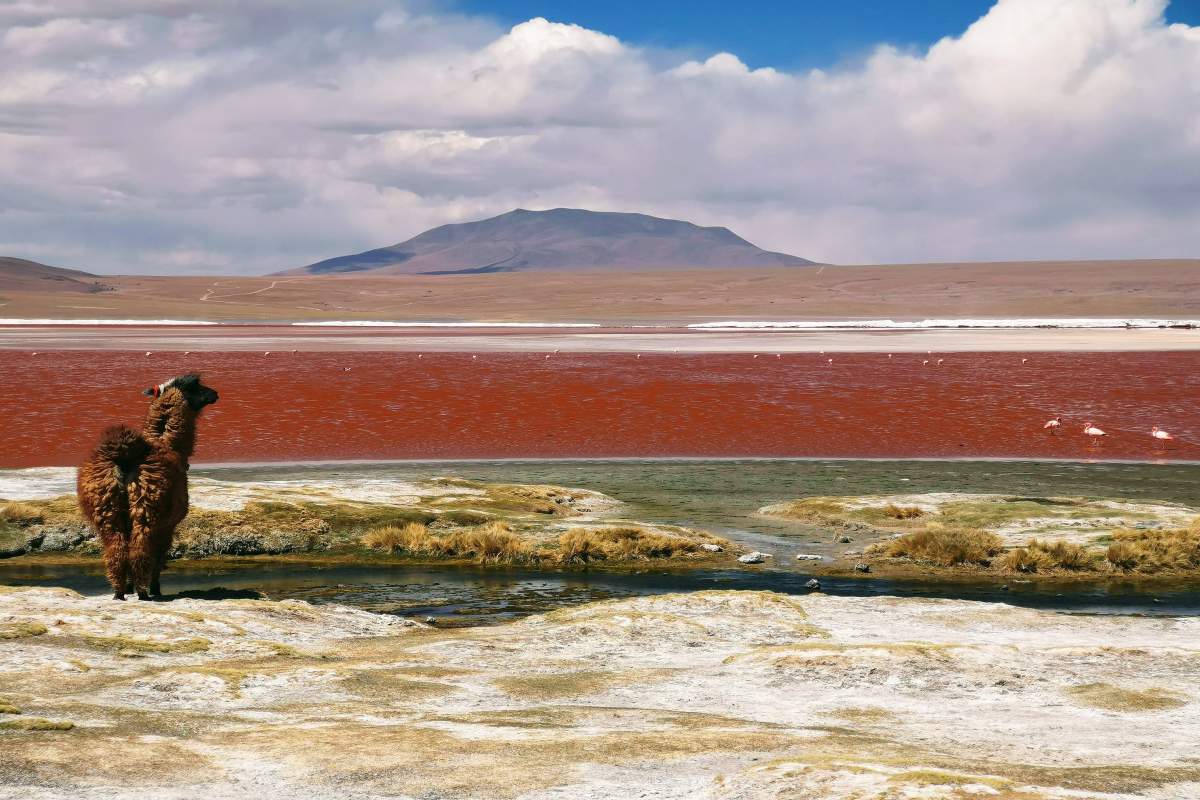 Noord Chili Bolivia en Argentinie